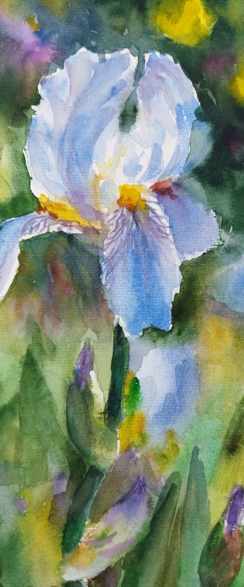 Charming flowers of iris by Ann Krasikova