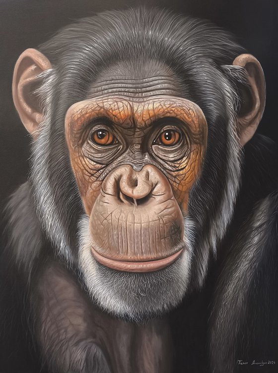 The Gaze of Chimpanzee