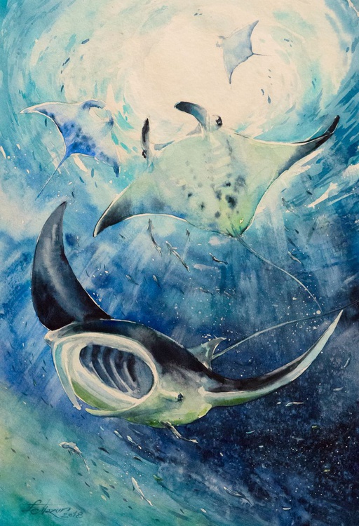 Manta Ray 2018 Watercolour By Eve Mazur Artfinder