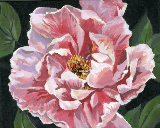 pink peony acrylic floral