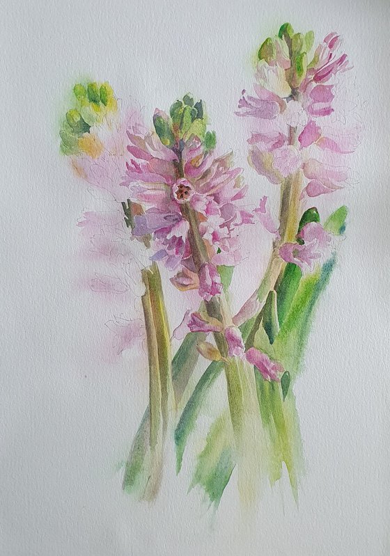 Blush in bloom original hyacinth watercolour
