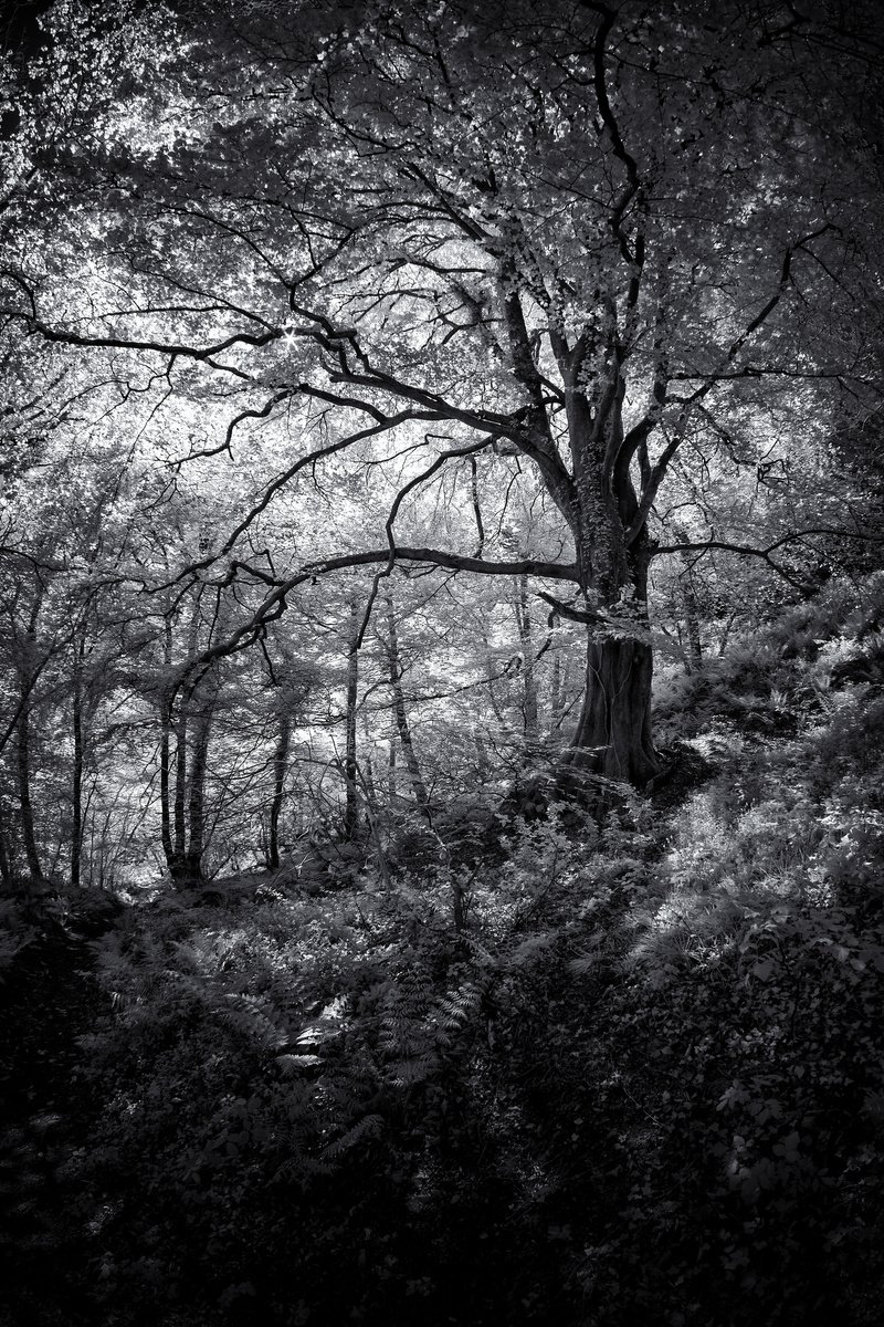 Photorealistic Photograph , Old Man Of The Forest By Paul Nash, 16 X 24, Artwork For Sale On Artfinder