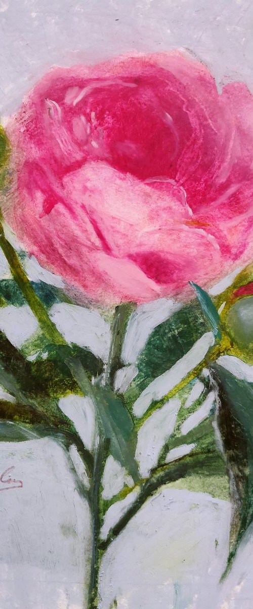 Peony - small oil pastel study by Ayna Paisley
