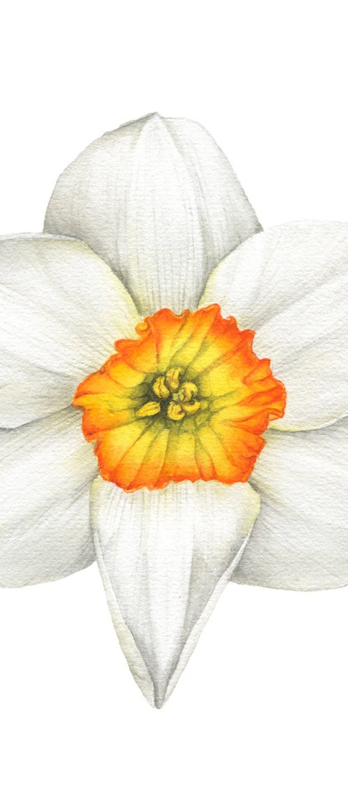 Narcissus Amor Daffodil, original watercolor by Alona Hrinchuk