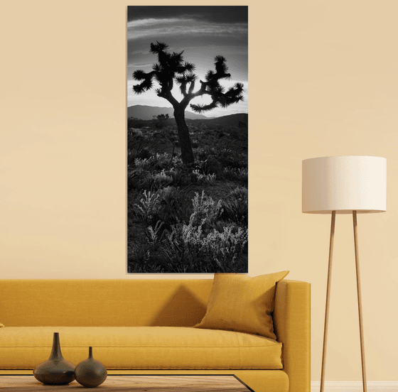 Joshua Tree