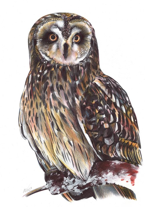 Short-eared Owl by Daria Maier