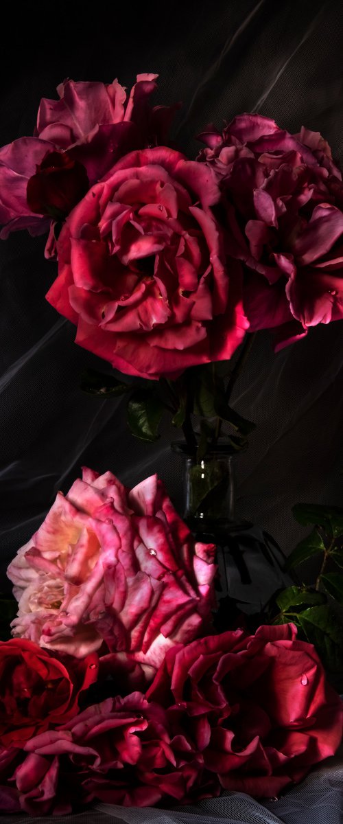 Roses by Sandra Platas Hernandez