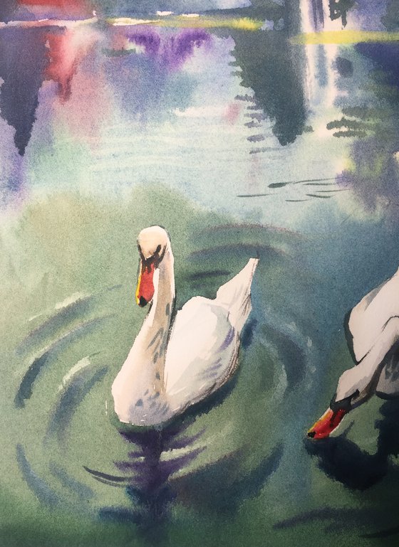 Swans on the pond. A pair of swans. City park sketch. City lake, landscape.