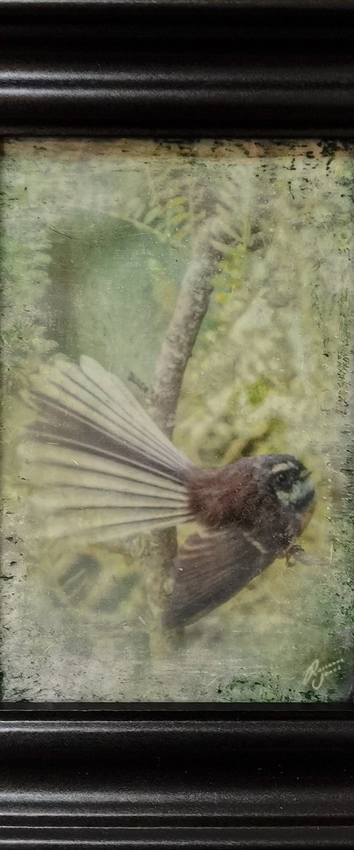 Fantail Flutter by Roseanne Jones