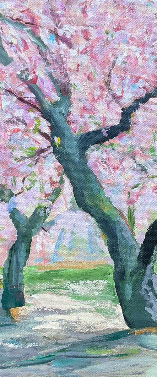 “Blooming cherry tree” by Irene Schaefer