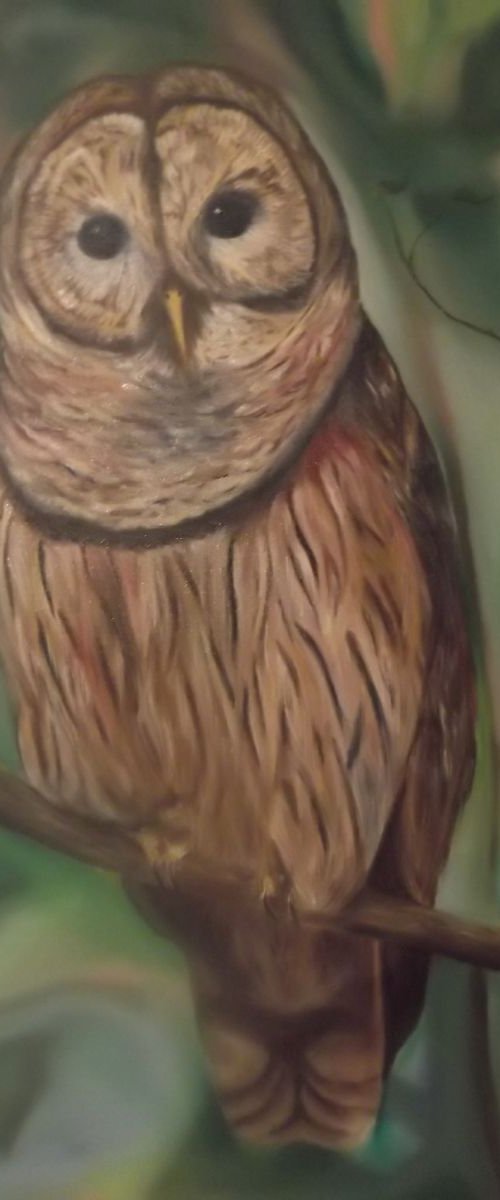 Owl by Timea  Valsami