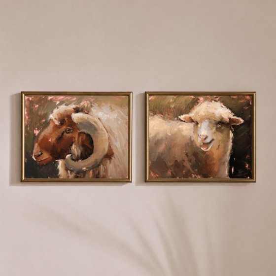 Awassi Sheep Study