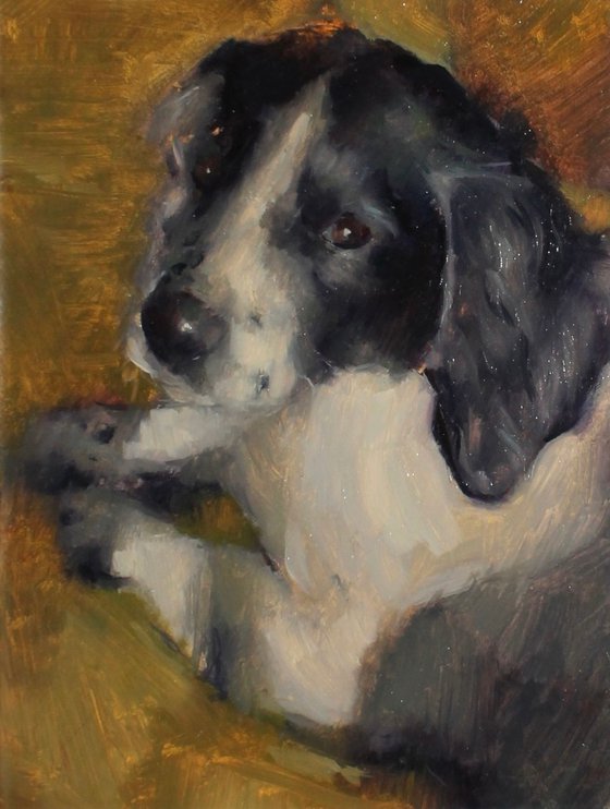Indie the Spaniel