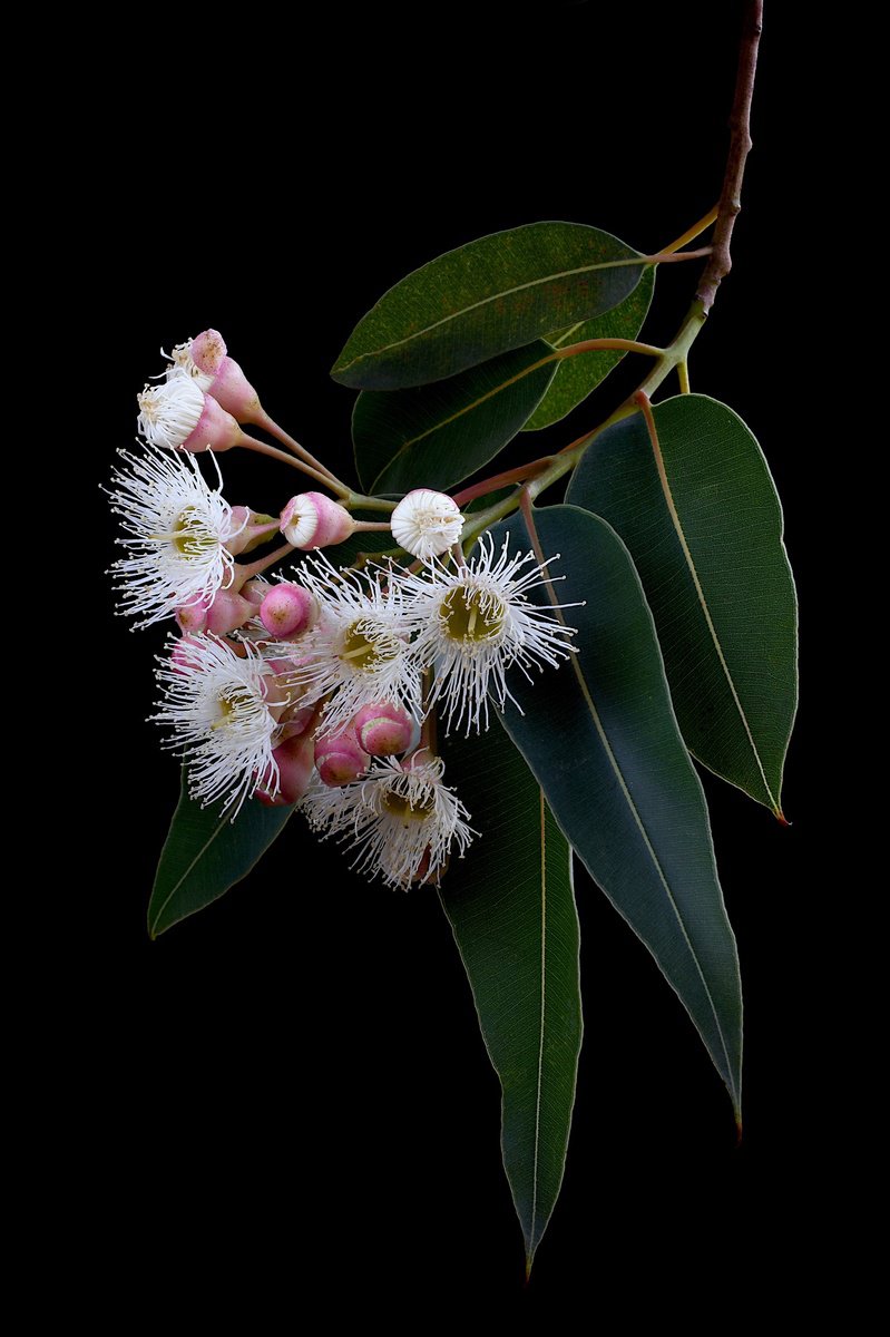 Photorealistic Photograph , Corymbia Snowflake Gum By Nadia Culph, 24 X 35, Artwork For Sale On Artfinder