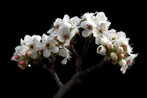 Nashi Pear Blossoms
