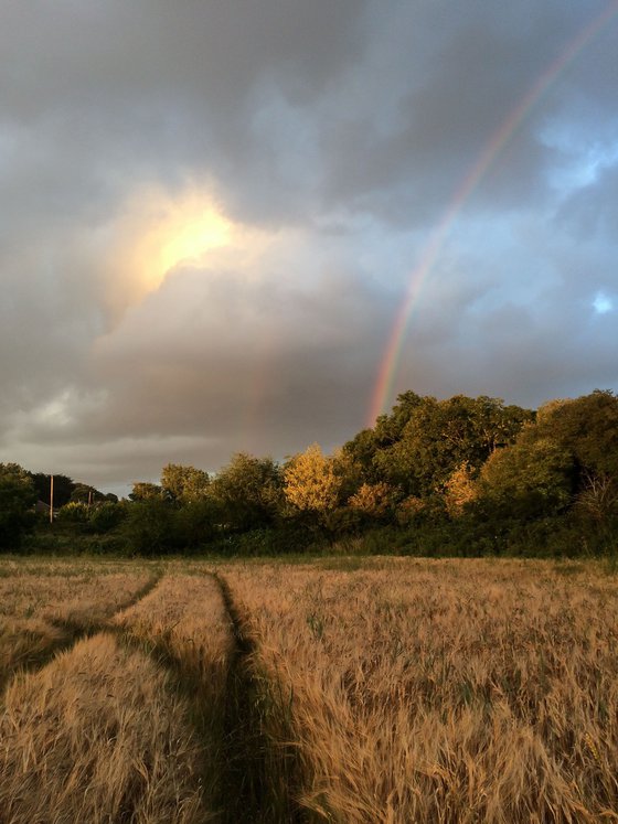 Sean's Field 8