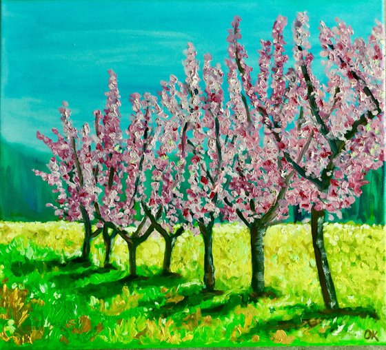 Apple trees  in bloom. Present idea .