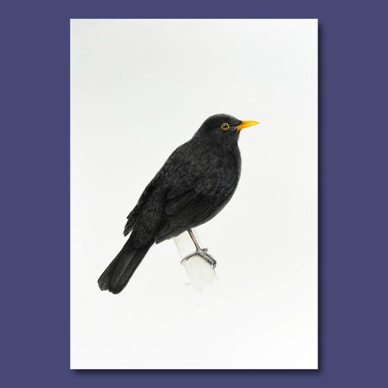 Common Blackbird