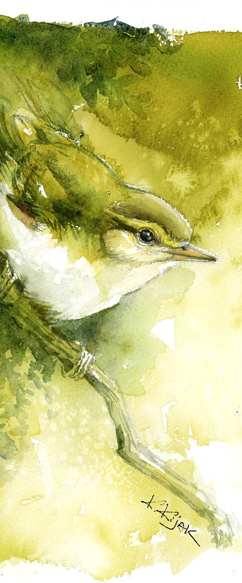 Willow warbler, wildlife, birds watercolours by Karolina Kijak