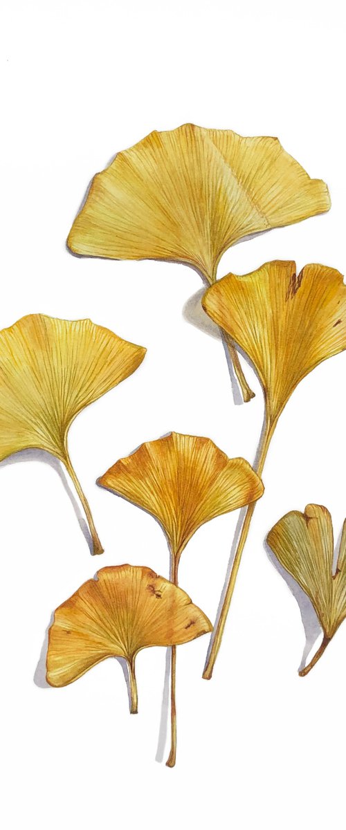 Ginkgo leaves. Watercolor on paper. by Nataliia Kupchyk