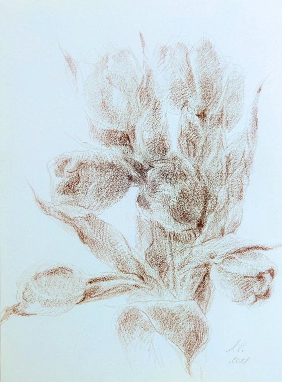 Tulips #7. Original drawing in brown pencil on paper