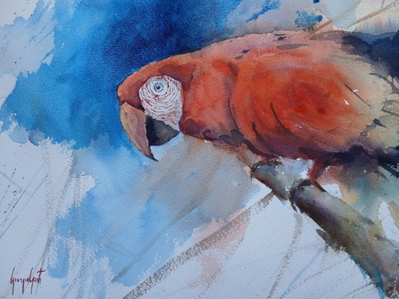 parrot 19