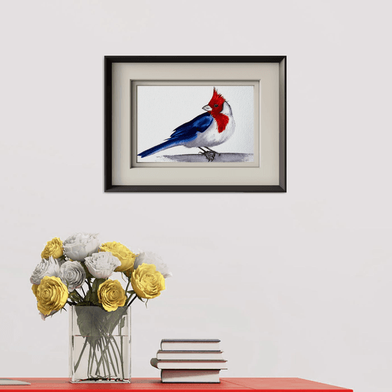 Red-cowled cardinal Paroaria