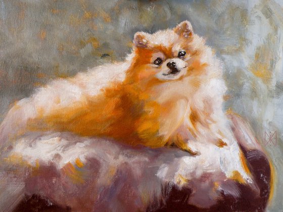 Portrait of a pomeranian