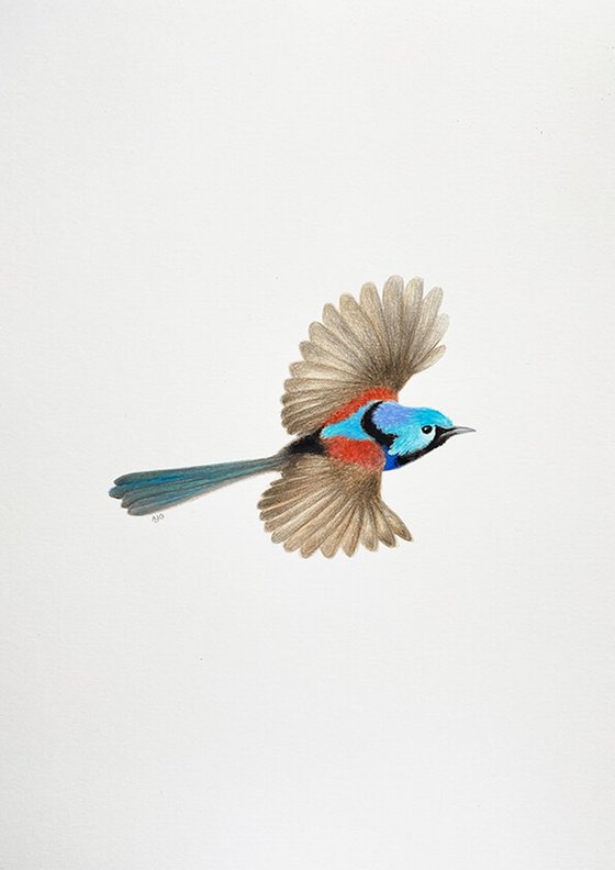 Variegated Fairy-wren