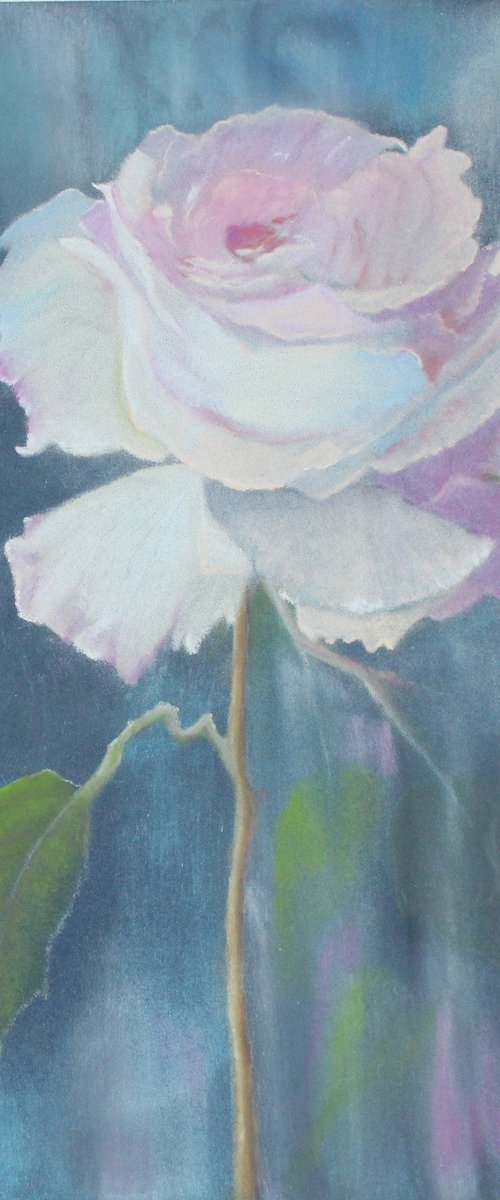 Rose blush by Debbie Young