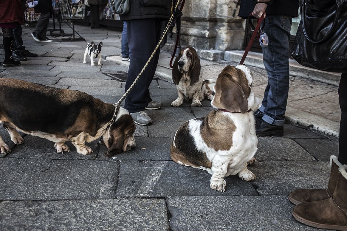 Three Basset Hounds and a French Bulldog by Chiara Vignudelli