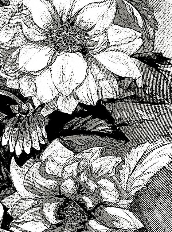 Chrysanthemums in black and white, print