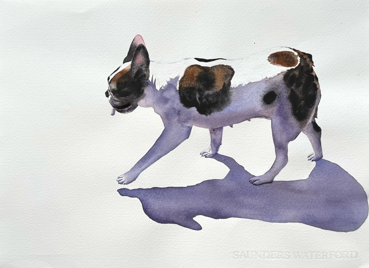 Photorealistic Watercolour , French Bulldog Black White Dog By Yuliia Sharapova, 20 X 16, Artwork For Sale On Artfinder