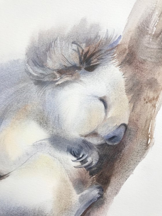 Sleeping koala. Commission for Charlie.