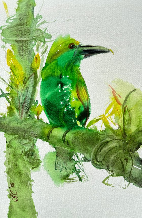 Birds: Toucan and Duck