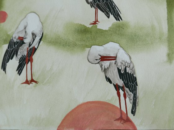 Storks in the Zoo