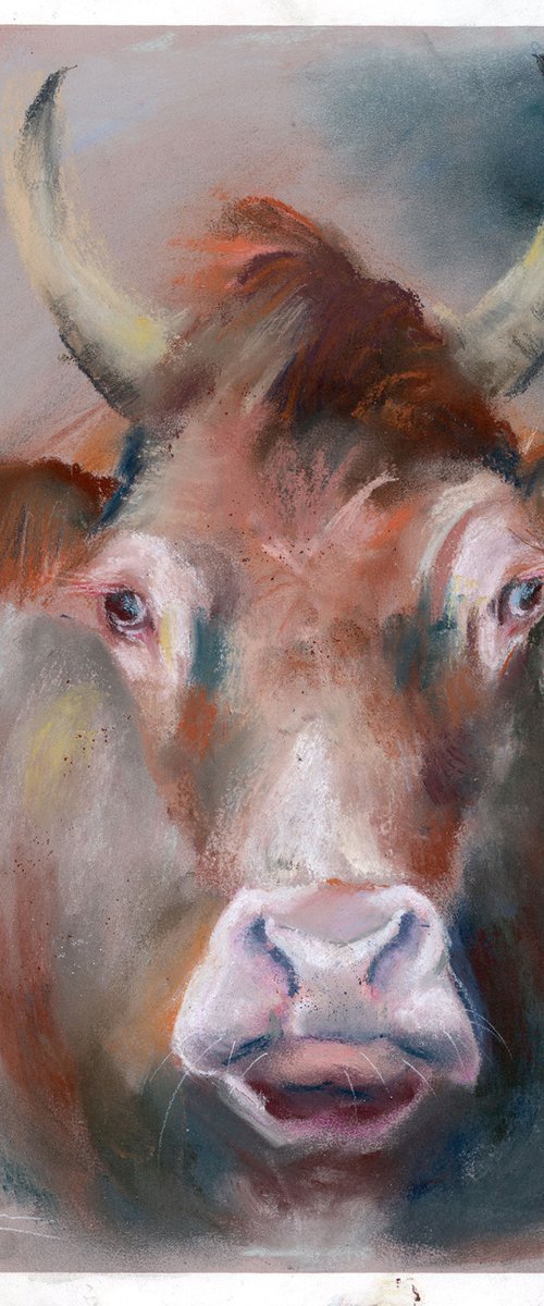 Cow portrait  (pastel) by Olga Tchefranov (Shefranov)