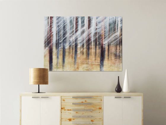 Conifers (studio 4)