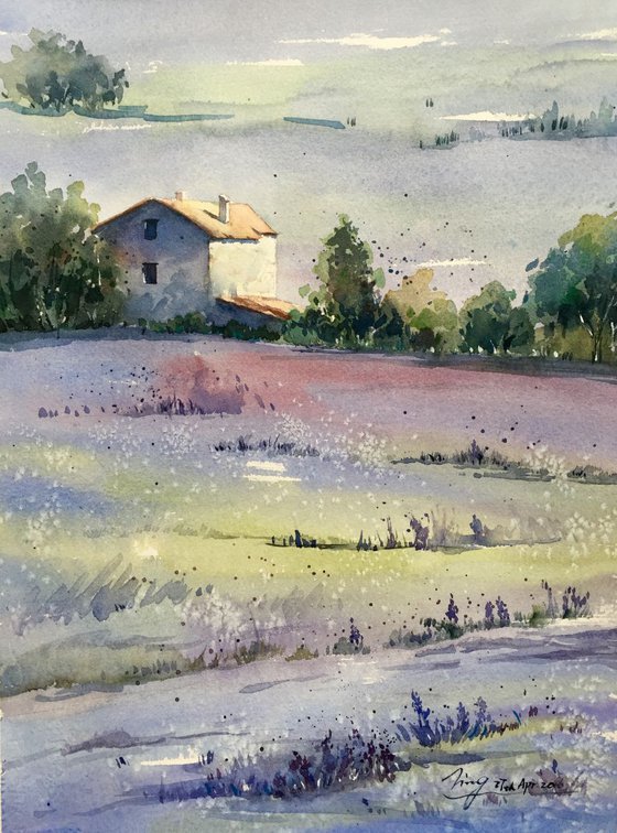 Lavender Morning