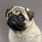 Pug