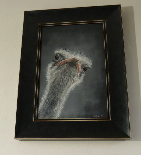 Ostrich Portrait