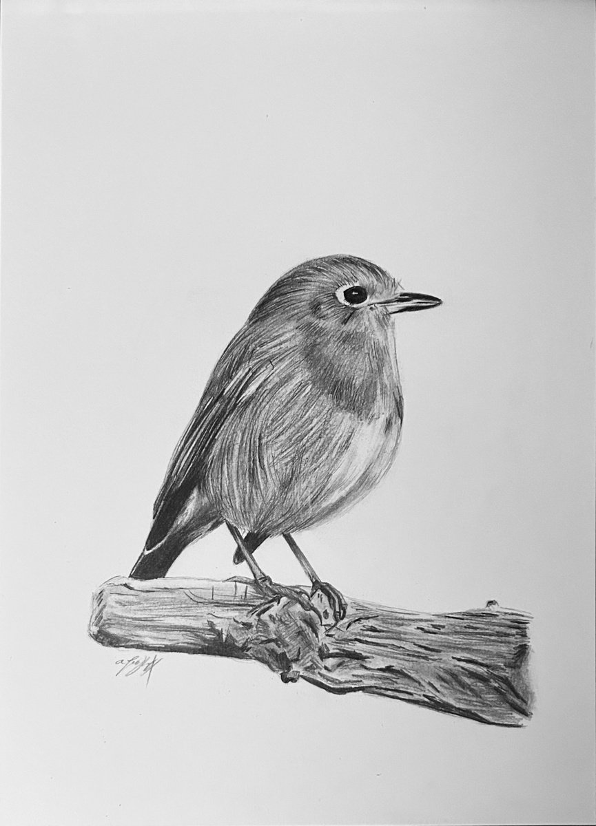 Photorealistic Animal Pencil Drawing By Amelia Taylor, 8 X 12, Robin 2, Original Artwork