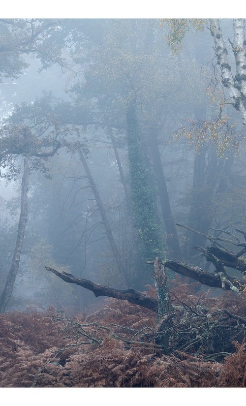 November Forest V by David Baker