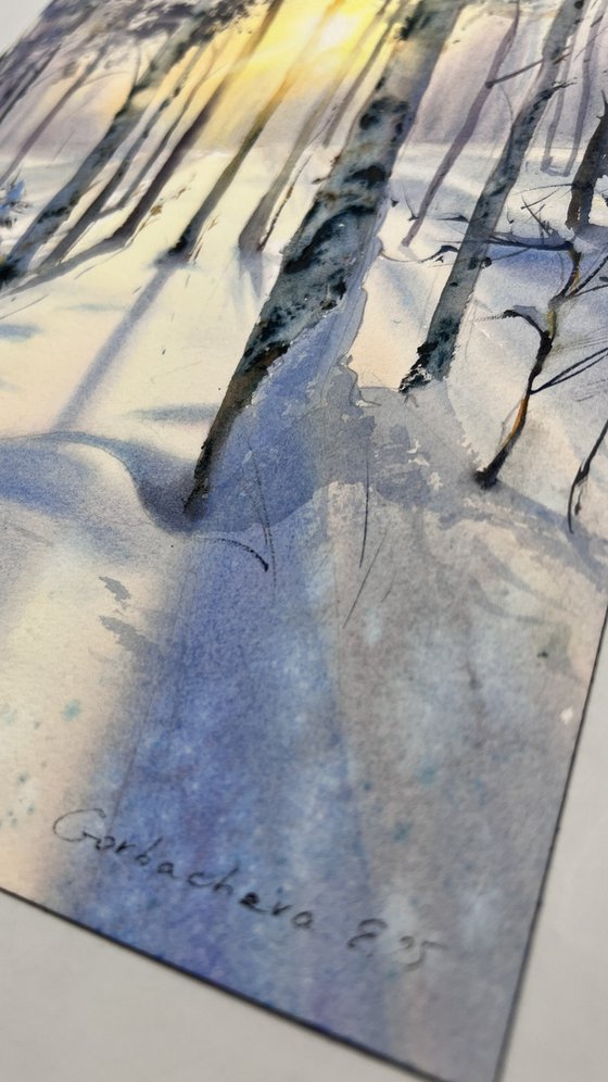 Birch grove in winter glow