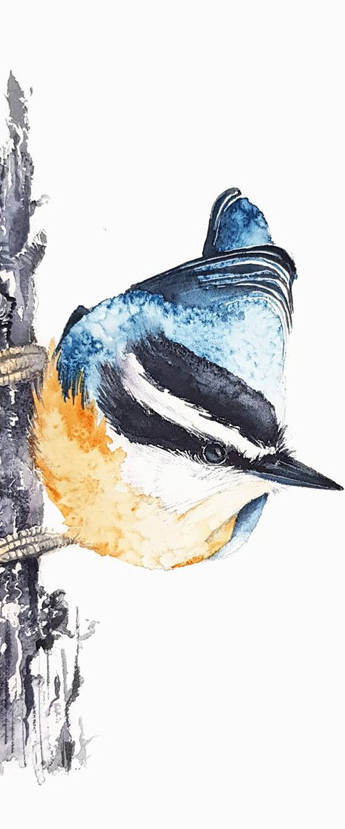 Red-breasted nuthatch,  birds, wildlife watercolours by Karolina Kijak