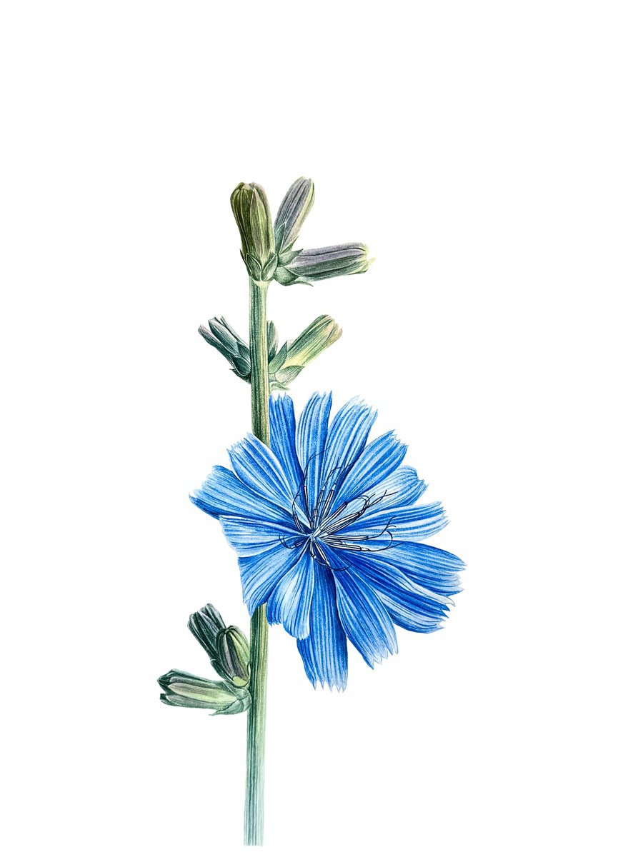 Photorealistic Botanical Painting By Yuliia Prokopchuk, 11 X 14", Wild Chicory Painting, Original Artwork