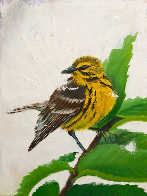 Prairie Warbler by Rebeca Fuchs