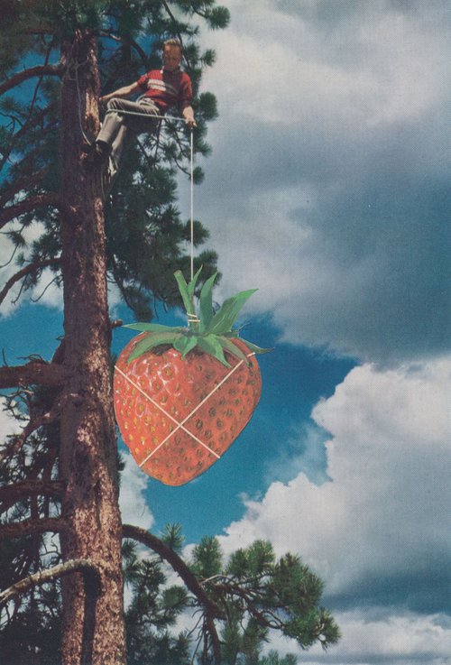 Strawberry Picker by Gina Ulgen