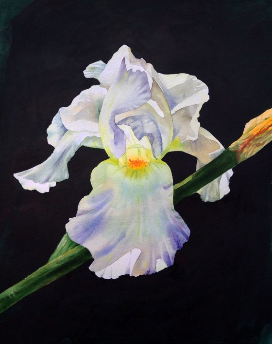 Mysterious White Iris