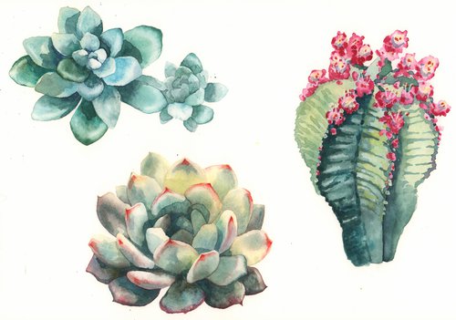 Botanical Cactus Painting - Original Watercolour Cactus by Alison Fennell